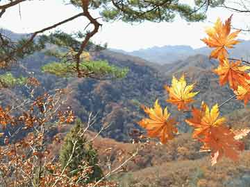 管家婆一肖一碼取準(zhǔn)確比必,管家婆精準(zhǔn)選號(hào)技巧分享_潮流版5.31