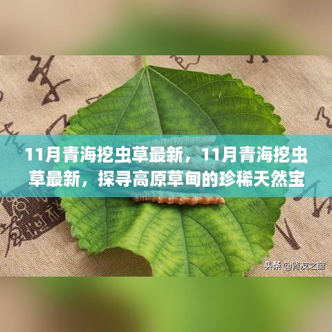 探尋高原草甸珍稀天然寶藏，揭秘青海蟲草11月最新挖掘之旅