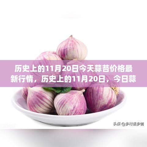 歷史上的11月20日，今日蒜苔價(jià)格與自然美景之旅，探尋內(nèi)心寧?kù)o與平和的旅程