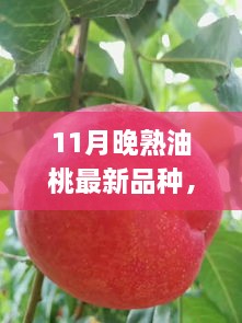 11月晚熟油桃新品種亮相，甘甜獨(dú)特品嘗正當(dāng)季