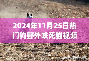 熱門狗野外咬死貓事件深度解析，特性、體驗(yàn)、競品對比及用戶洞察分析