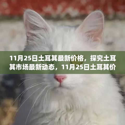 11月25日土耳其最新價格，探究土耳其市場最新動態(tài)，11月25日土耳其價格走勢及其影響