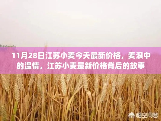 江蘇小麥最新價格揭秘，溫情背后的故事，11月28日麥浪中的市場動態(tài)