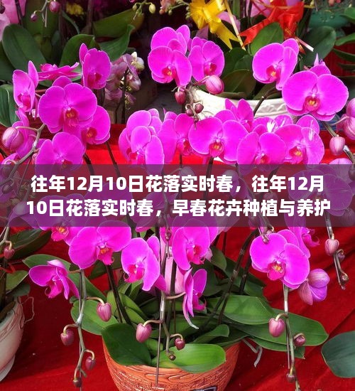 早春花卉種植與養(yǎng)護全攻略，12月10日花落實時春的種植與養(yǎng)護指南