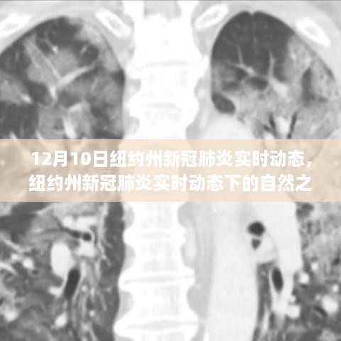 紐約州新冠疫情實時動態(tài)下的自然之旅，尋找心靈寧靜與平和