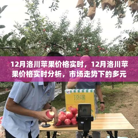 12月洛川蘋果價(jià)格實(shí)時(shí)分析，市場(chǎng)走勢(shì)下的多元觀點(diǎn)與個(gè)人立場(chǎng)探討