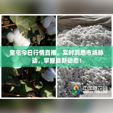 奎屯今日行情直播，實時洞悉市場脈動，掌握最新動態(tài)！