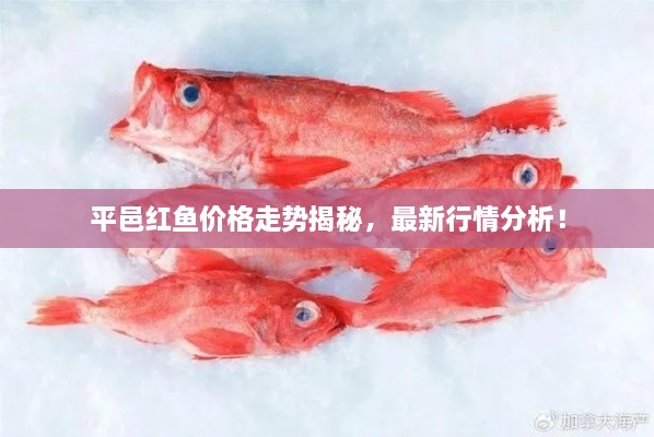 平邑紅魚價格走勢揭秘，最新行情分析！