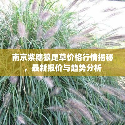 南京紫穗狼尾草價格行情揭秘，最新報價與趨勢分析