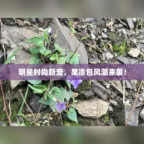 明星時(shí)尚新寵，果凍包風(fēng)潮來(lái)襲！