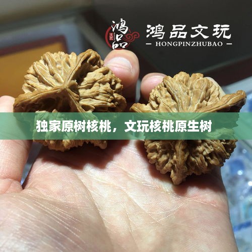 獨家原樹核桃，文玩核桃原生樹 