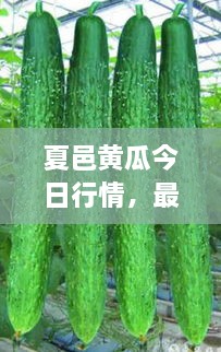 夏邑黃瓜今日行情，最新價(jià)格一網(wǎng)打盡