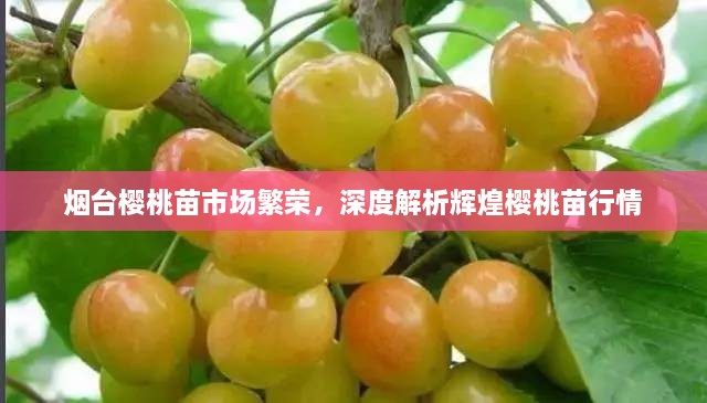 煙臺(tái)櫻桃苗市場(chǎng)繁榮，深度解析輝煌櫻桃苗行情