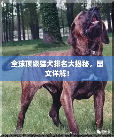 全球頂級猛犬排名大揭秘，圖文詳解！