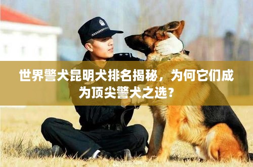 世界警犬昆明犬排名揭秘，為何它們成為頂尖警犬之選？