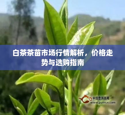 白茶茶苗市場行情解析，價(jià)格走勢與選購指南