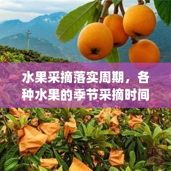 水果采摘落實周期，各種水果的季節(jié)采摘時間書 