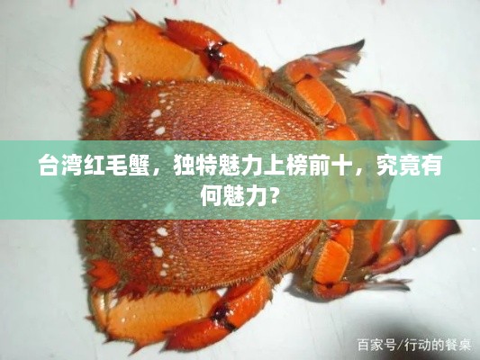 臺(tái)灣紅毛蟹，獨(dú)特魅力上榜前十，究竟有何魅力？