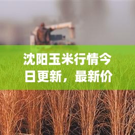 沈陽玉米行情今日更新，最新價格走勢分析