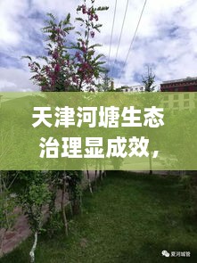 天津河塘生態(tài)治理顯成效，城市面貌煥然一新