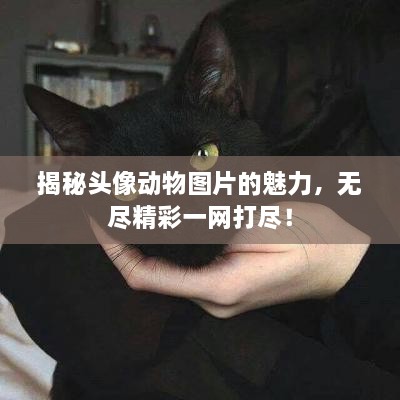 揭秘頭像動物圖片的魅力，無盡精彩一網(wǎng)打盡！