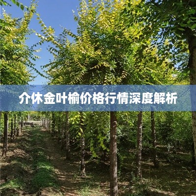 介休金葉榆價格行情深度解析