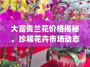 大富貴蘭花價(jià)格揭秘，珍稀花卉市場動(dòng)態(tài)與價(jià)值探究