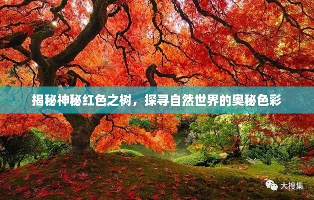 揭秘神秘紅色之樹，探尋自然世界的奧秘色彩