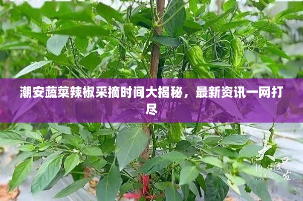 潮安蔬菜辣椒采摘時間大揭秘，最新資訊一網(wǎng)打盡