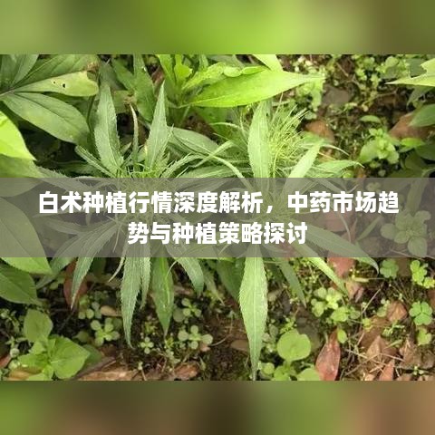 白術(shù)種植行情深度解析，中藥市場(chǎng)趨勢(shì)與種植策略探討