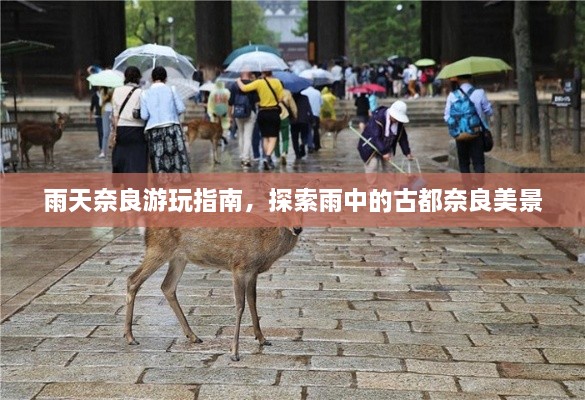 雨天奈良游玩指南，探索雨中的古都奈良美景