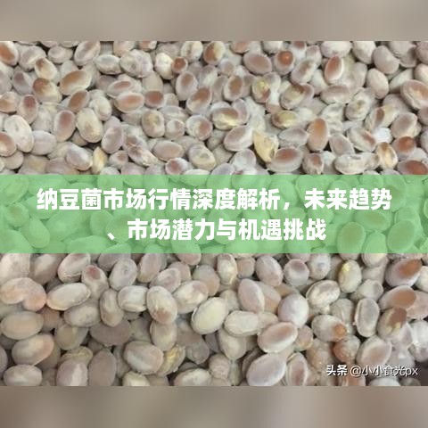 納豆菌市場行情深度解析，未來趨勢、市場潛力與機遇挑戰(zhàn)